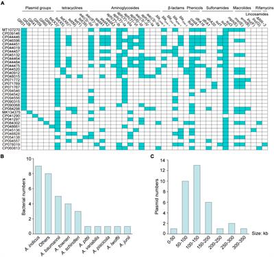 Classification and molecular characteristics of tet(X)-carrying plasmids in Acinetobacter species